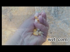 100 - 1000 T/D che asciugano il cereale e Paddy Drying della macchina del grano